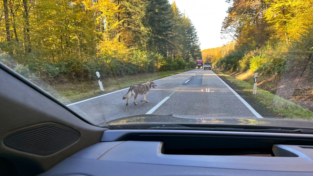 Ein tschechoslowakischer Wolfhund läuft frei auf einer befahrenen Straße