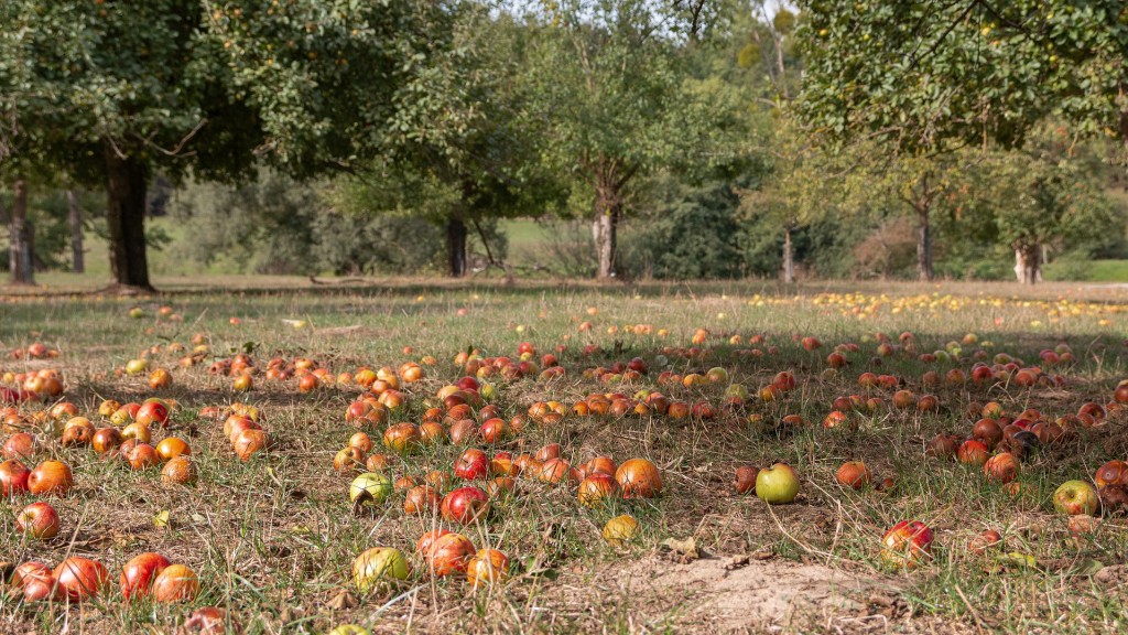 Äpfel auf einer Streuobstwiese