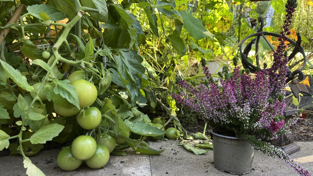 Unreife Tomaten im Garten von Günter Ginsbach in Brotdorf