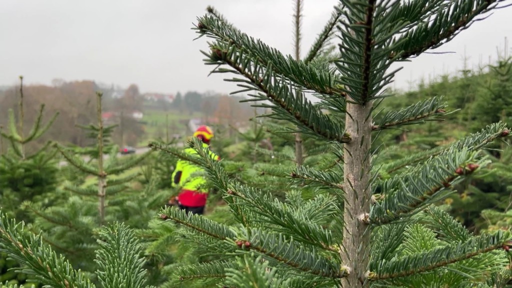 Foto: Eine Weihnachtsbaum-Plantage