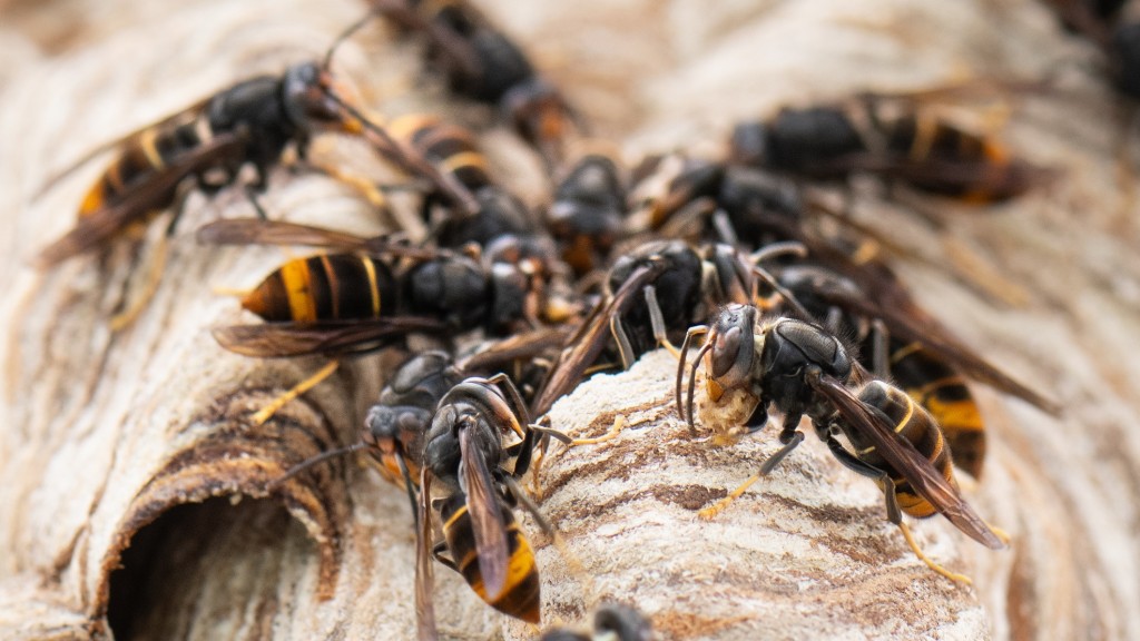 Asiatische Hornissen sitzen auf ihrem Nest. 