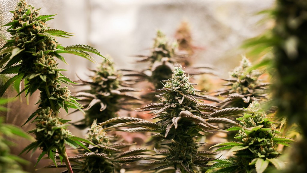 Erntereife Cannabispflanzen stehen in einem Aufzuchtszelt unter künstlicher Beleuchtung in einem Privatraum. 