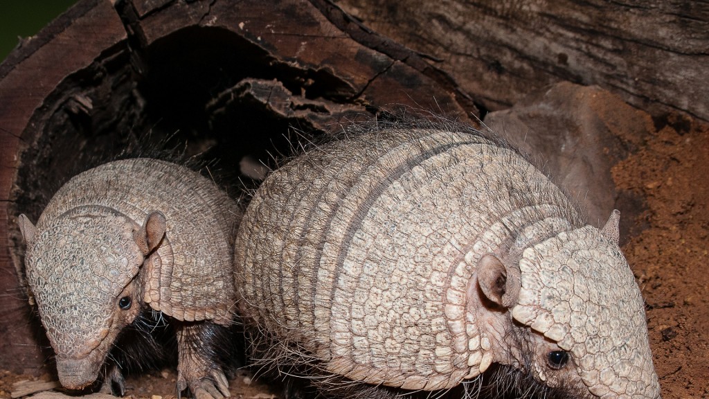 Gürteltiere im Saarbrücker Zoo