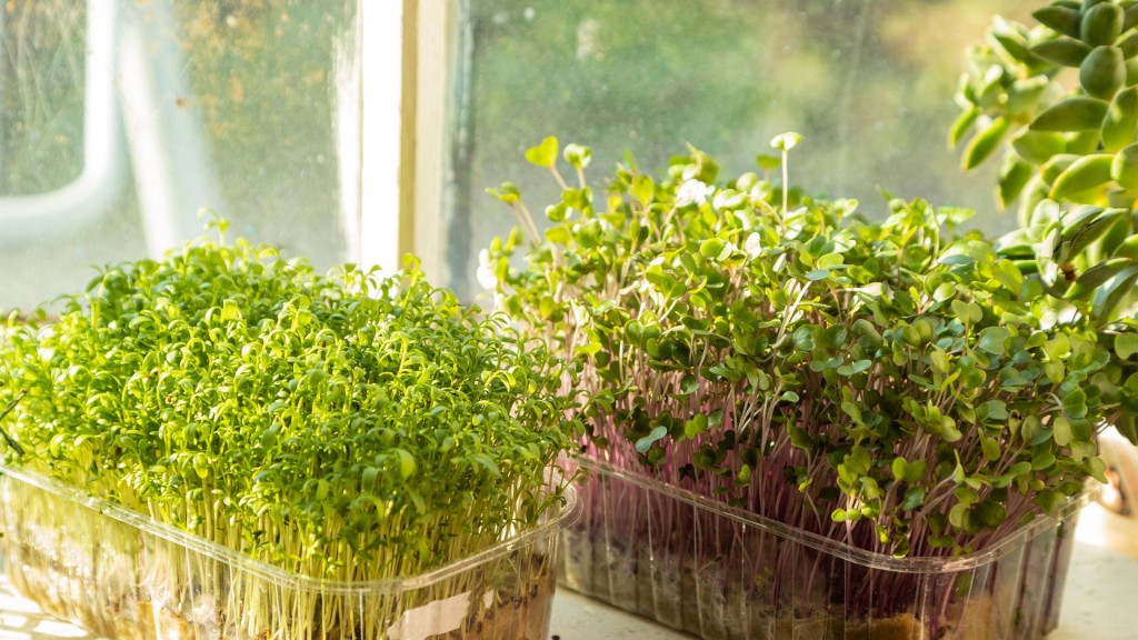 Kisten mit grünen Sprossen von Kressesalat und Kohlrabi auf einer Fensterbank. 