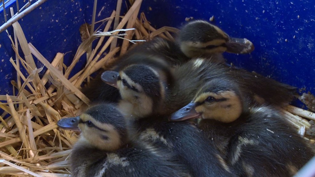 Kleine Wildenten in Vogelauffangstation Püttlingen