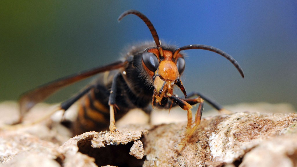 Eine asiatische Hornisse beim Nestbau