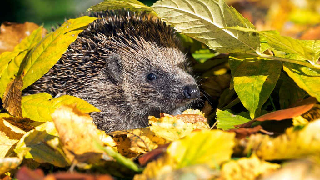 Ein Igel in seinem Laubversteck