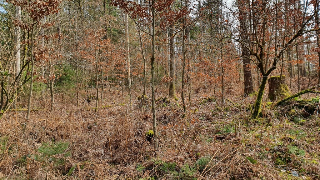 Kahlschlag im Wald