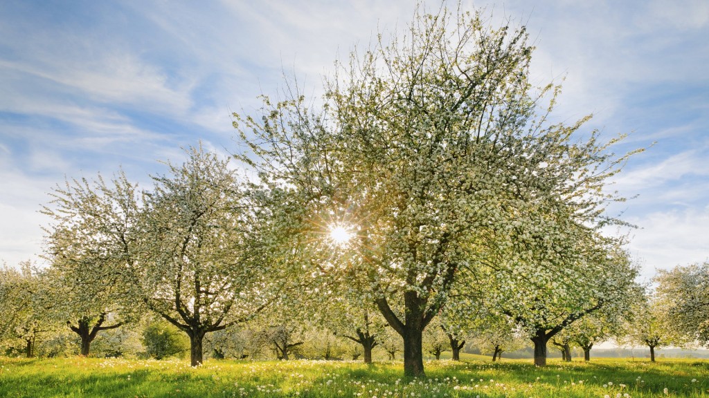 Blühende Apfelbäume inmitten von Pusteblumen Im Sonnenlicht auf einer Streuobstwiese