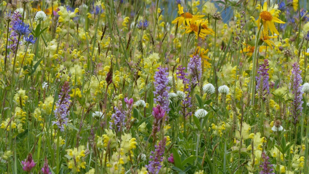 Blumenwiese