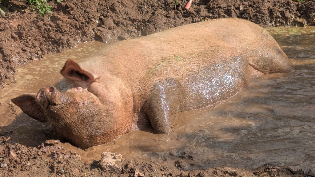 Ein Schwein auf Tatis Farm