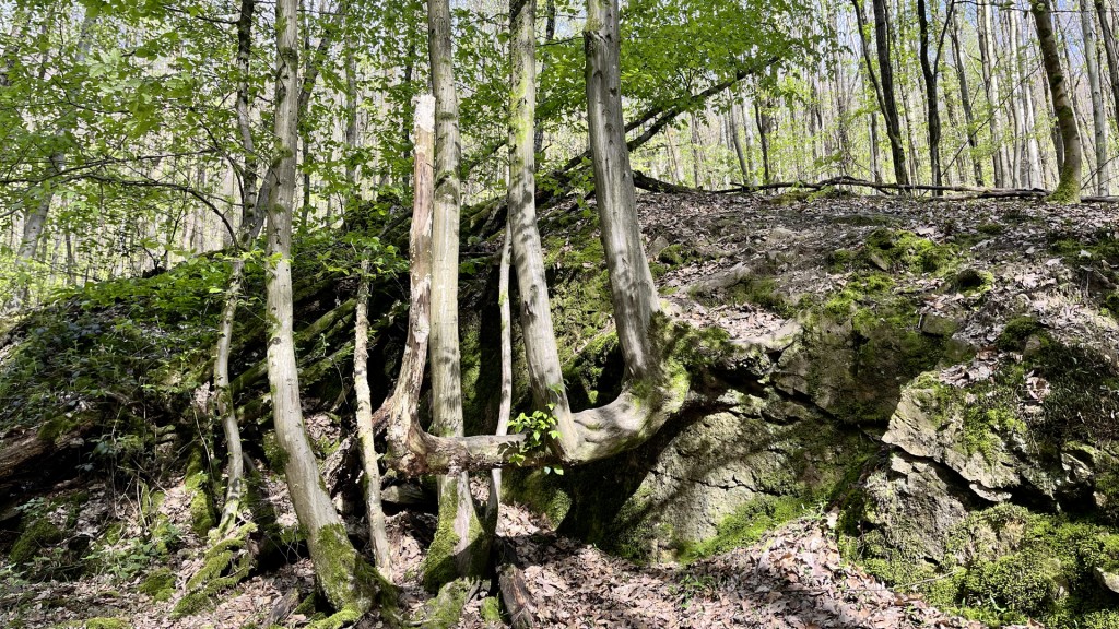 Foto: Buchen im Saarbrücker Urwald
