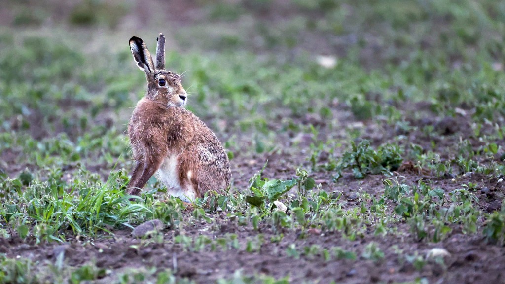 Foto: Feldhase (Lepus europaeus)