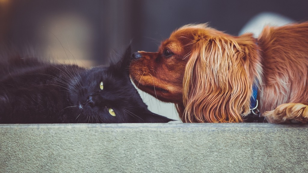 Eine Katze und ein Hund liegen nebeneinander