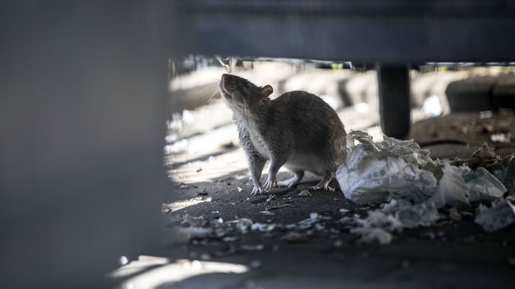 Ratte unter Mülltonne