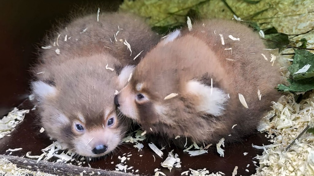 Foto: Roter Panda-Neugeborene