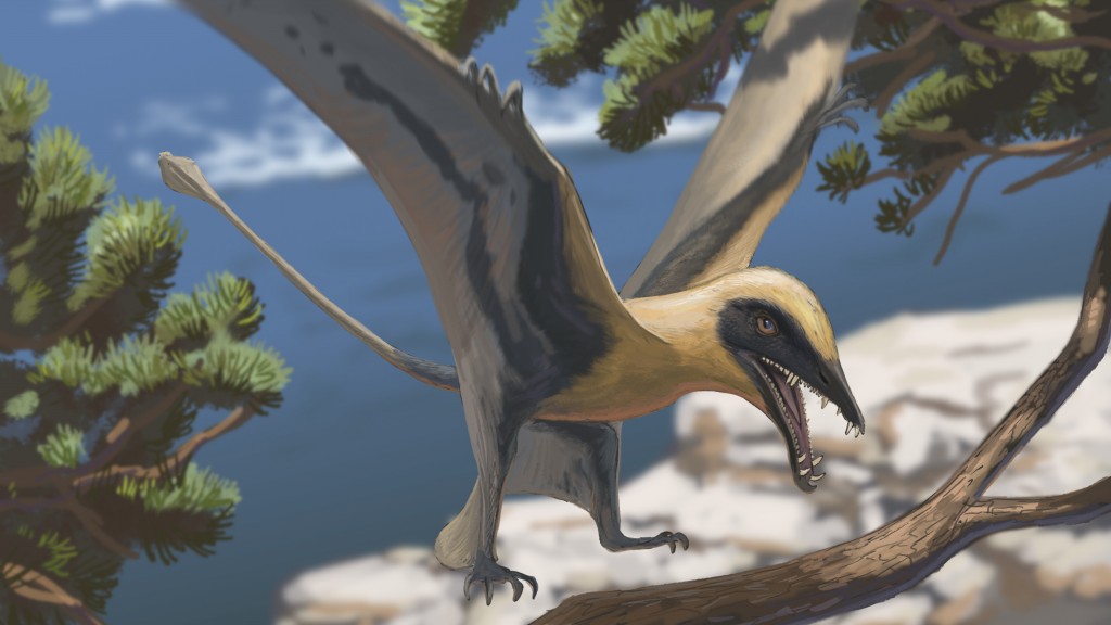 Rekonstruktion des Flugsaurier Eudimorphodon