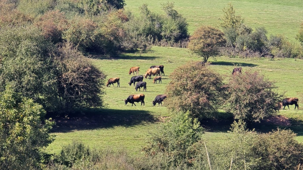 Die Taurusrinder auf der Saarengeti 