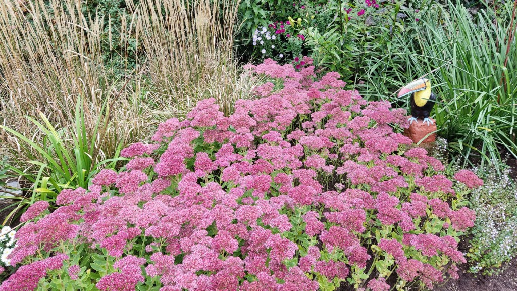 Staudenbeet mit Fetthenne