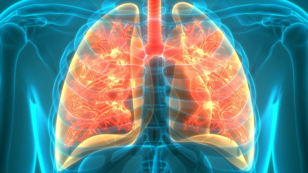 Das Atemsystem der Lunge (Symbolbild)