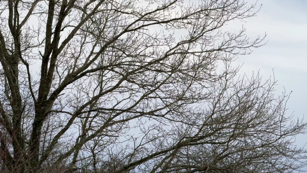Eine Baumkrone im Winter