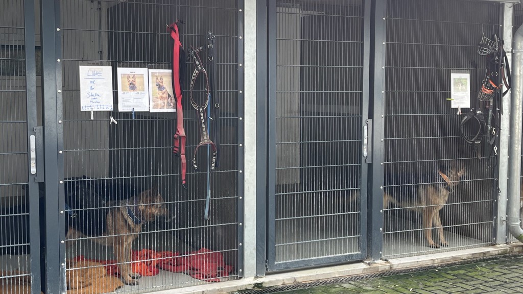 Foto: Hundezwinger im Bertha Bruch-Tierheim in Saarbrücken