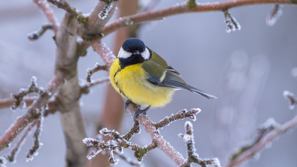 Kohlmeise sitzt auf einem winterlichen Ast