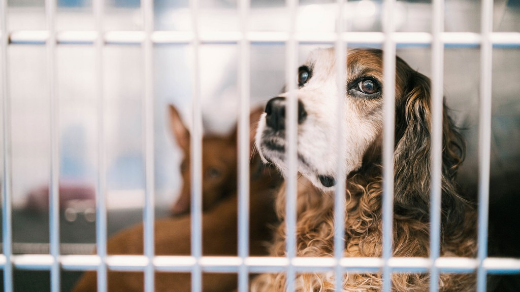 Foto: Ein Hund sitzt mit ängstlichem Blick hinter Gitterstäben