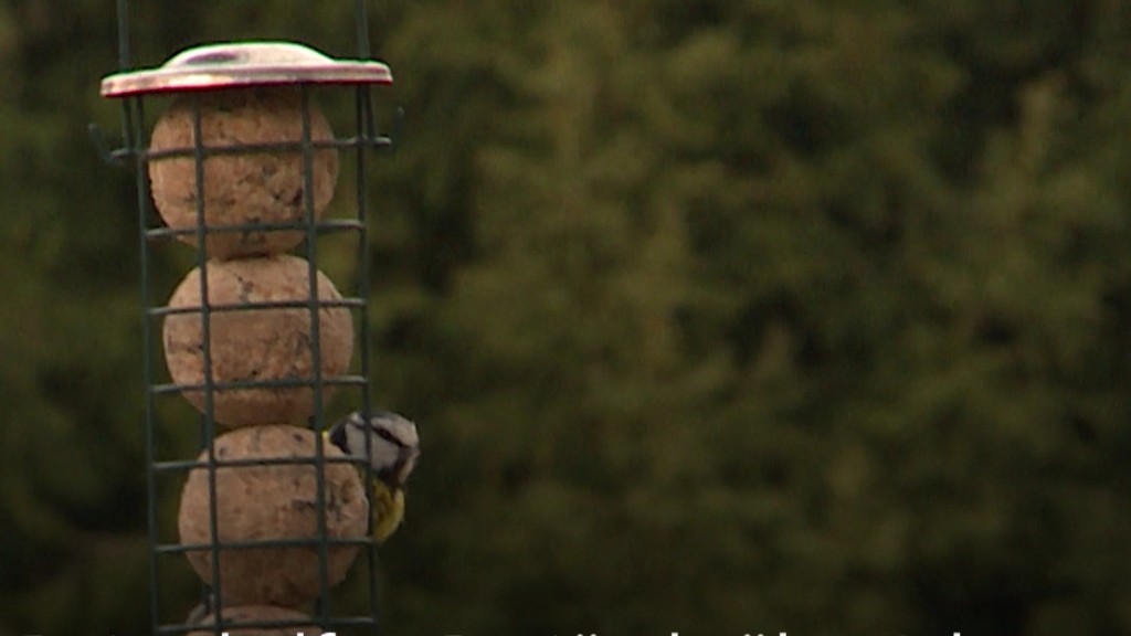 Kohlmeise sitzt auf einem winterlichen Ast