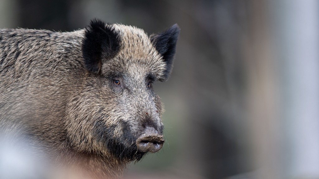 Foto: Ein Wildschwein in Großaufnahme