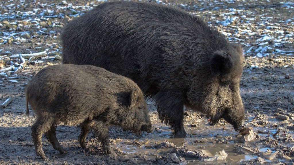 Wildschweine
