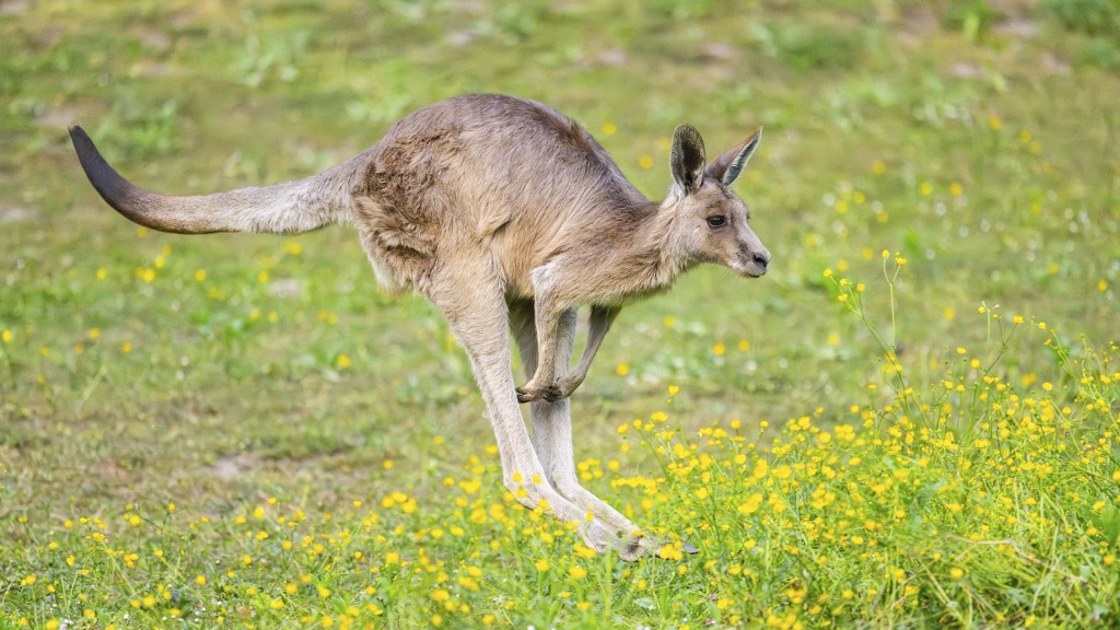 Ein Känguru läuft auf einer Wiese