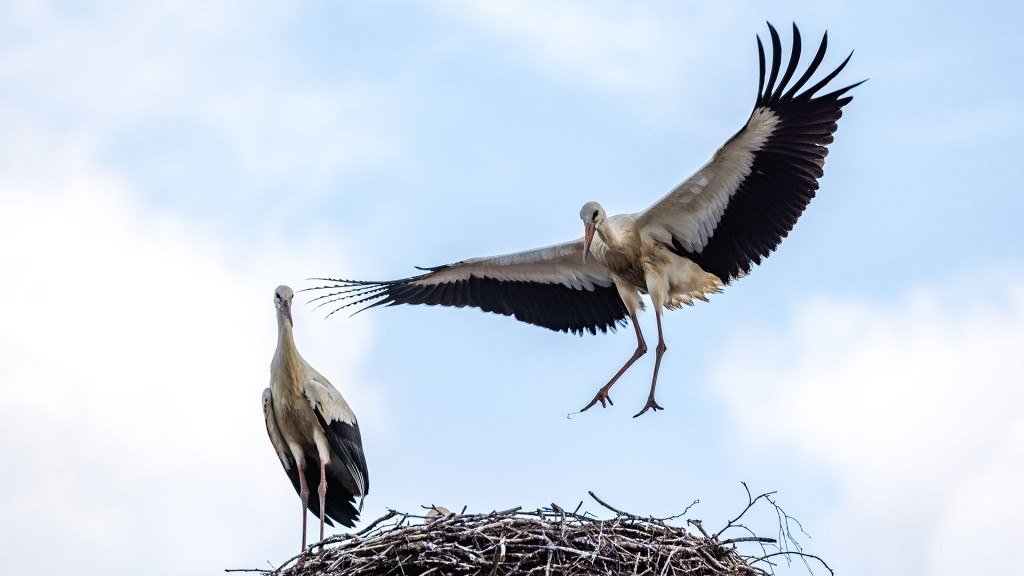 Störche bei ihrem Nest