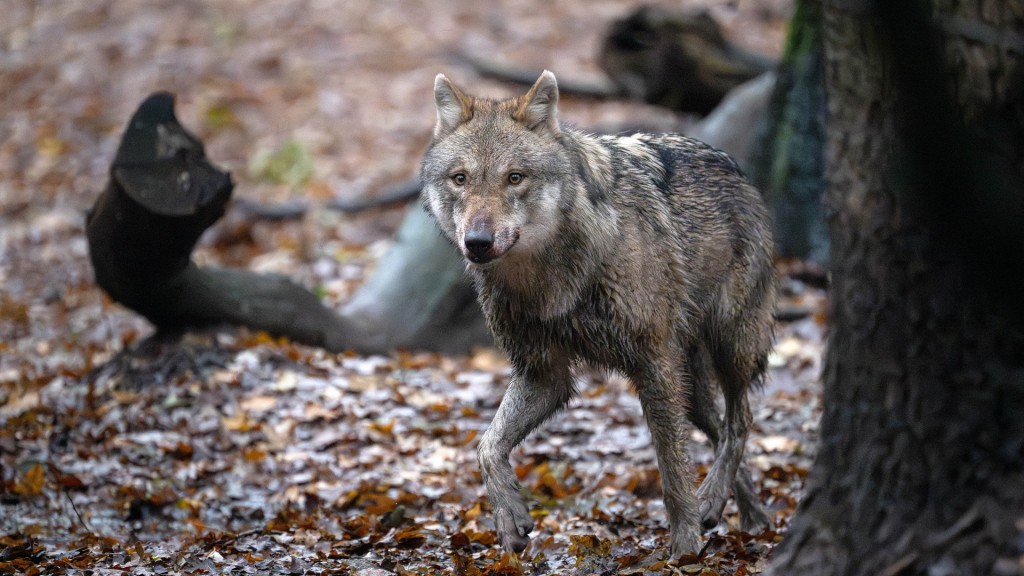Foto: Ein Wolf streift durch den Wald