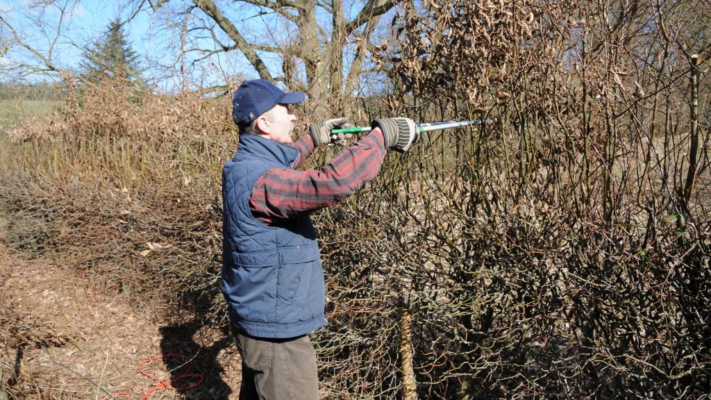 Ein Mann schneidet noch im Februar seine Hainbuchenhecke.