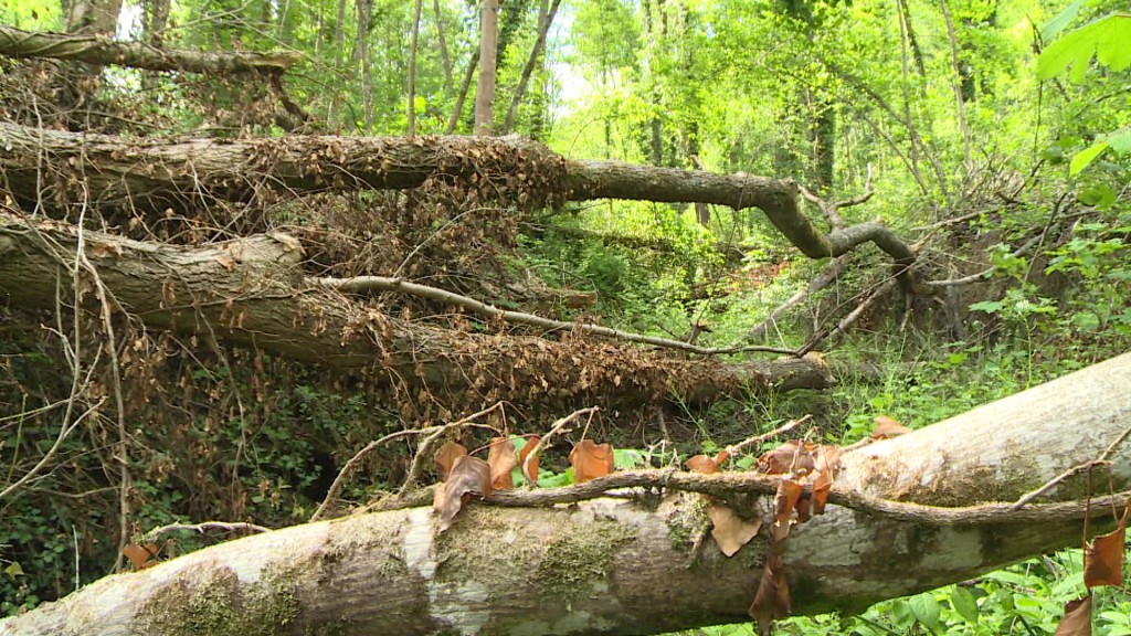 Ein zum Abholzen markierter Baum im Wald