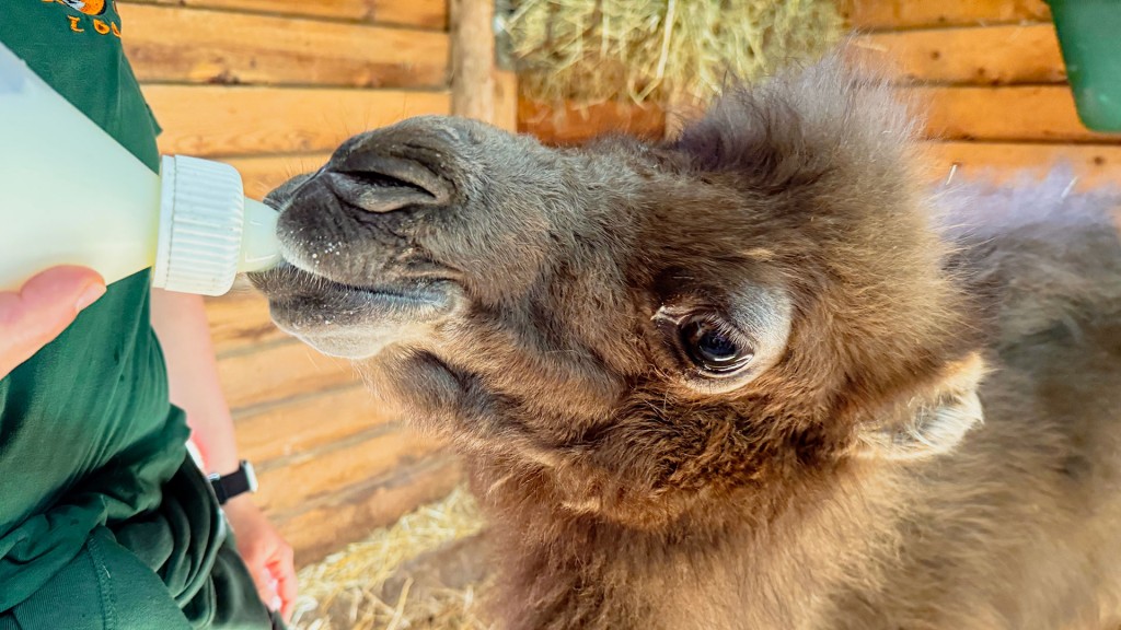 Trampeltierjungtier im Neunkircher Zoo