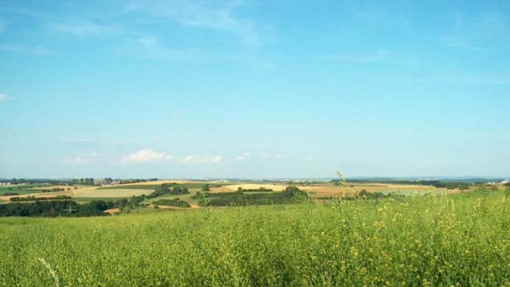 Leindotterfeld im Bliesgau