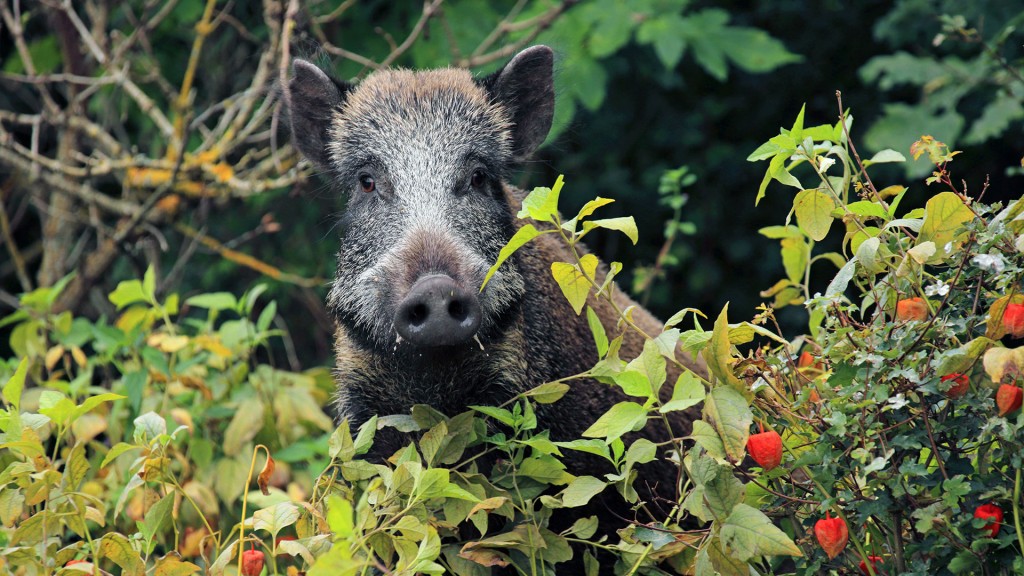 Foto: Ein Wildschwein am Rand eines Gartens