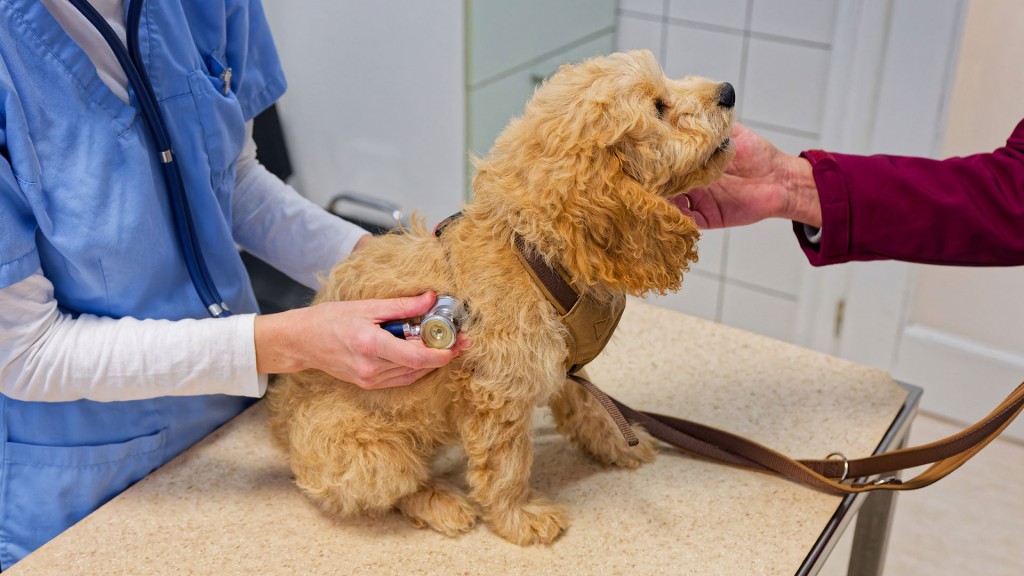 Junger Hund wird beim Tierarzt untersucht