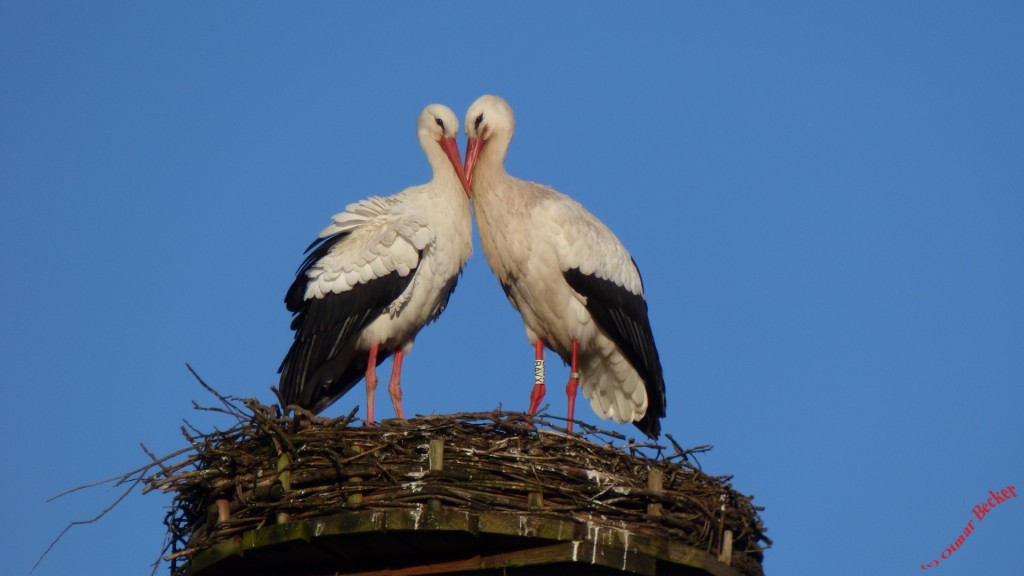 Weißstorchpaar