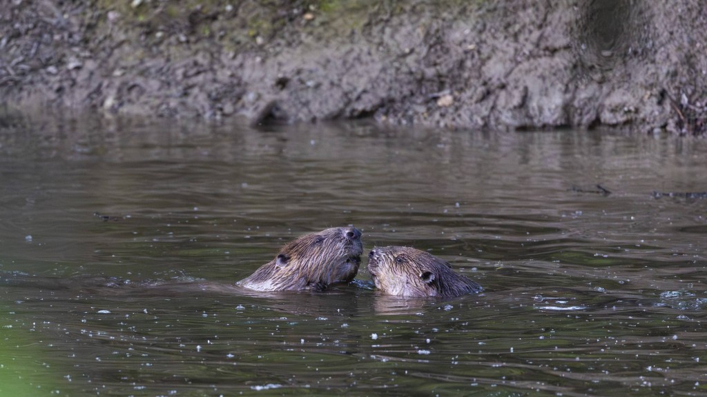 Zwei Biber zusammen im Wasser