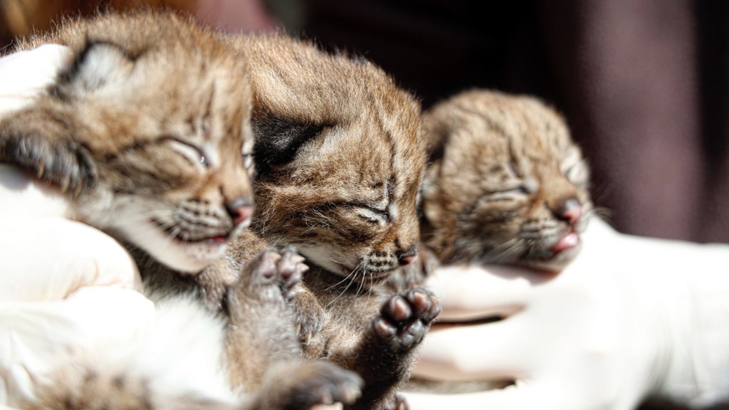 Frisch geborene Luchse im Zoo von Amnéville