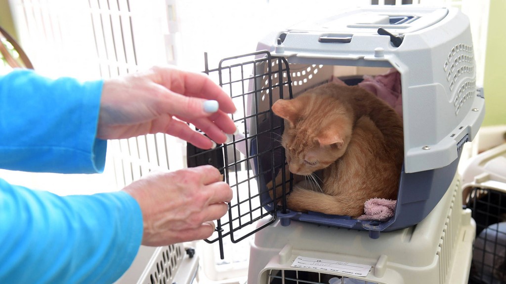 Foto: Mehrere Hauskatzen in Transportboxen