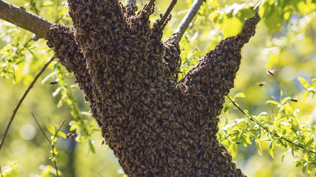 Ausgeflogener Bienenschwarm sammelt sich auf einem Baum.    