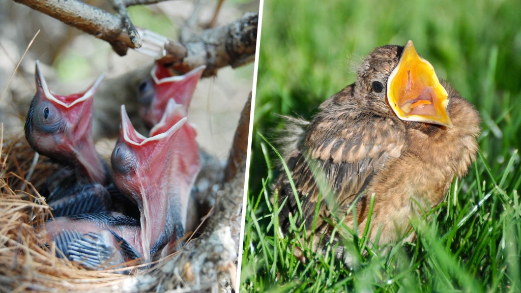 Bildcollage. Links: Nestlinge, Rechts: Ästling