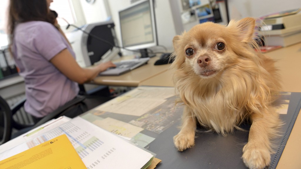 Hund im Büro
