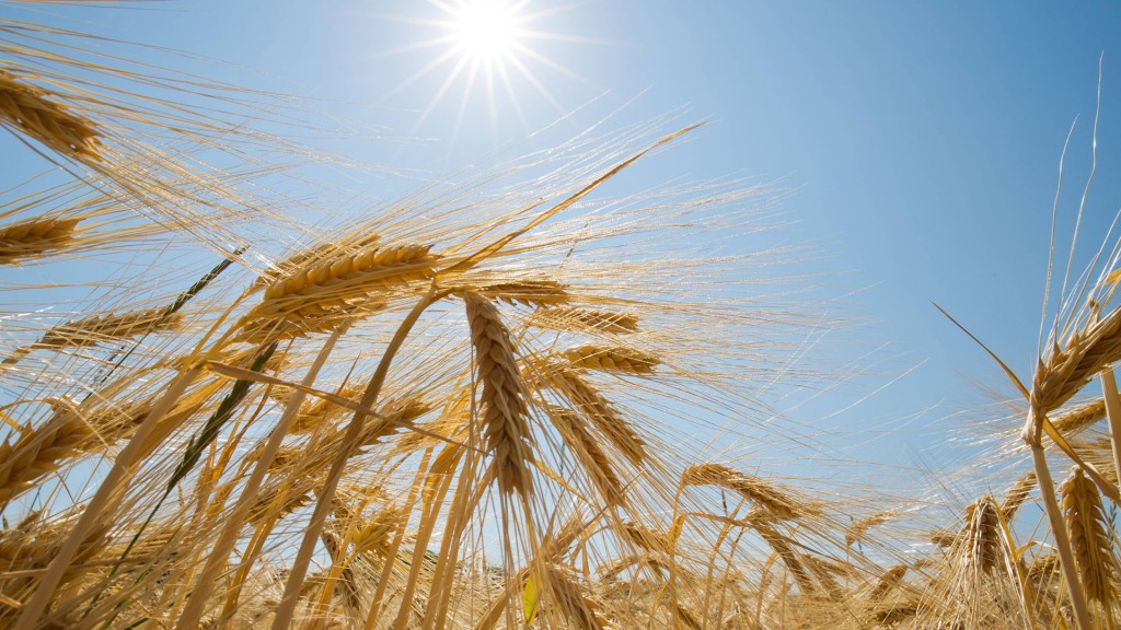 Trockene Gerste unter blauem Himmel mit Sonne