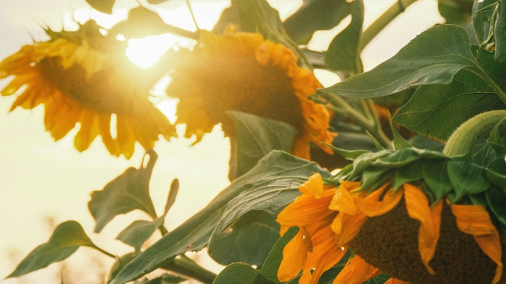 Sonneblumen lassen den Kopf hängen