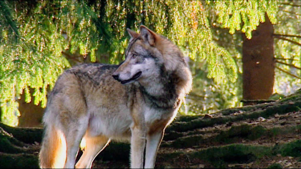 Wolf steht im Wald